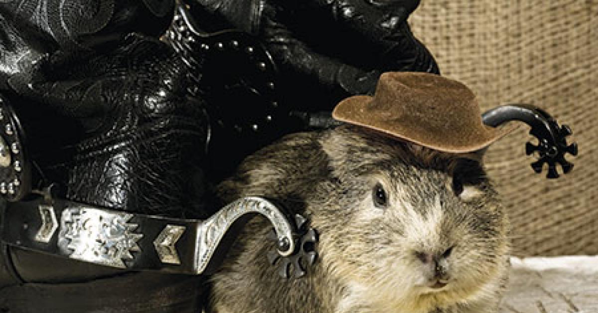 03a25748 hampster and boots web