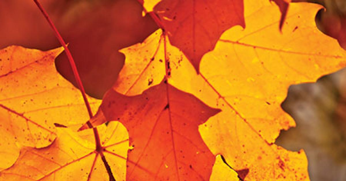 4644 01712 autumn leaves web