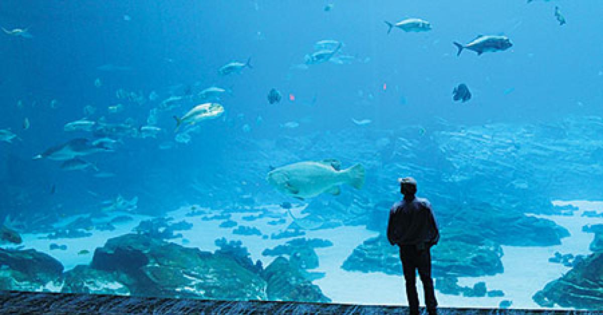 aquarium img 6262 web