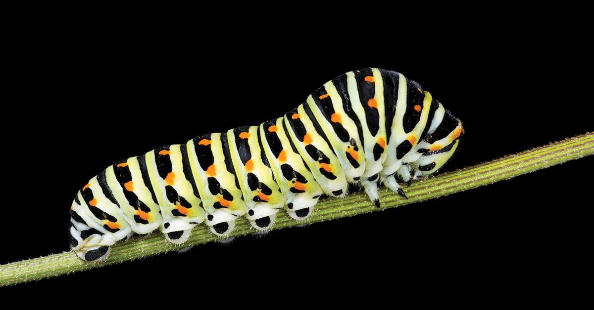 chenille de grand porte queue macaon web