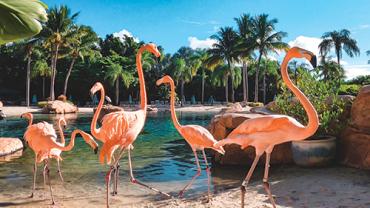 flamingos in orlando