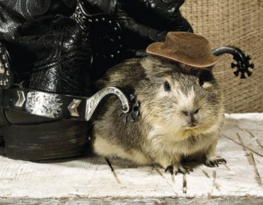 03a25748 hampster and boots web